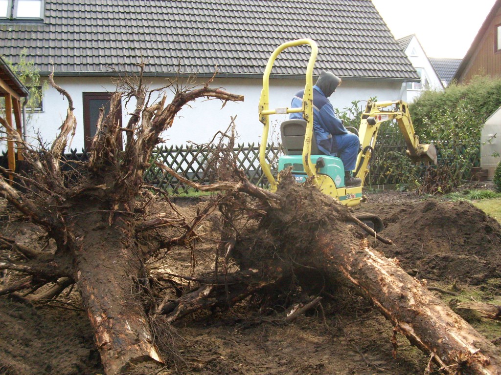 Wurzelfräsen und Entfernung